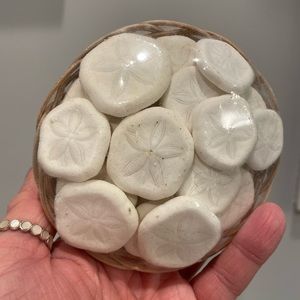 Mini Sand Dollars in Basket from Hobby Lobby